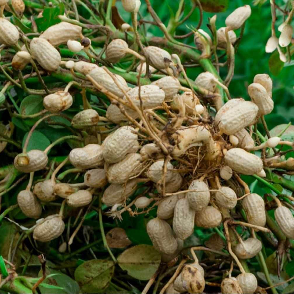 Arachis Hypogaea Seeds