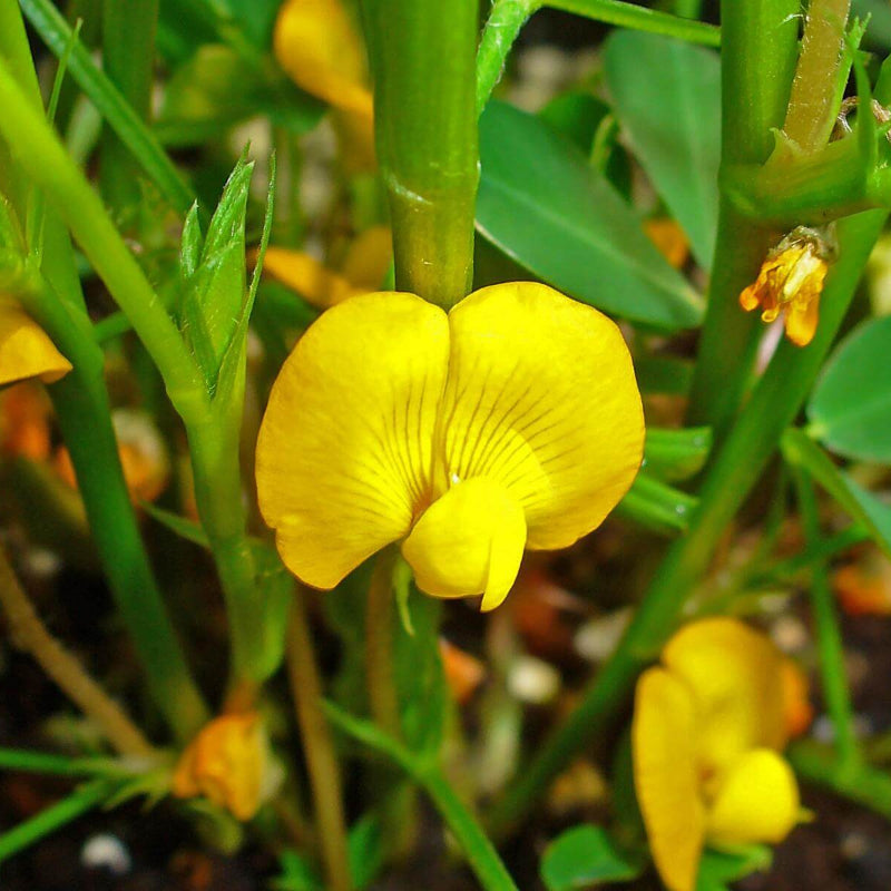 Arachis Hypogaea Seeds