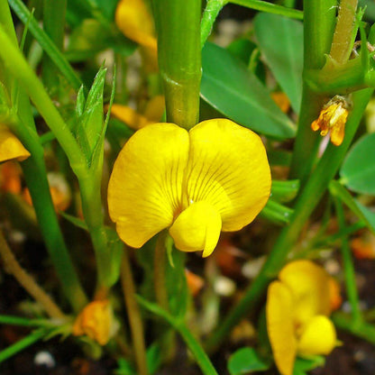 Arachis Hypogaea Seeds