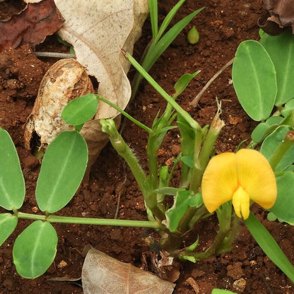 Arachis Hypogaea Seeds