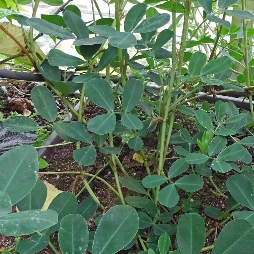 Arachis Seeds