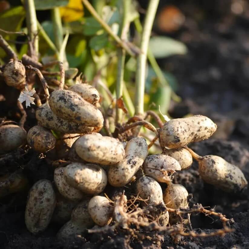 Arachis Seeds