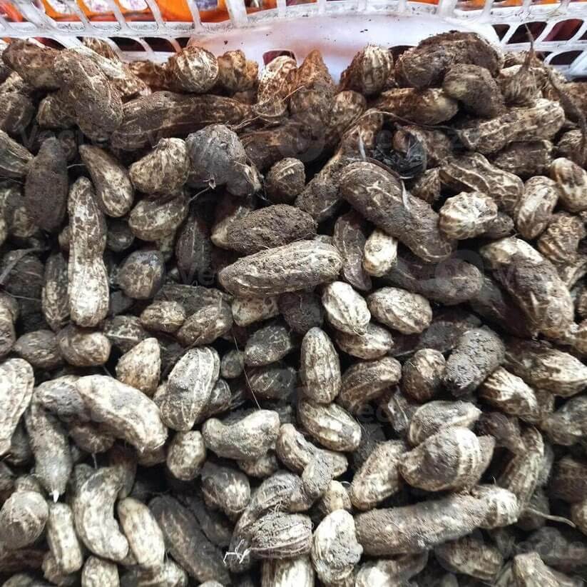 Arachis Seeds