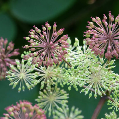 Aralia Cordata Seeds