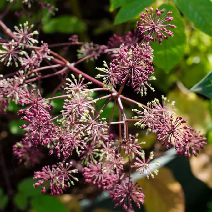 Aralia Cordata Seeds