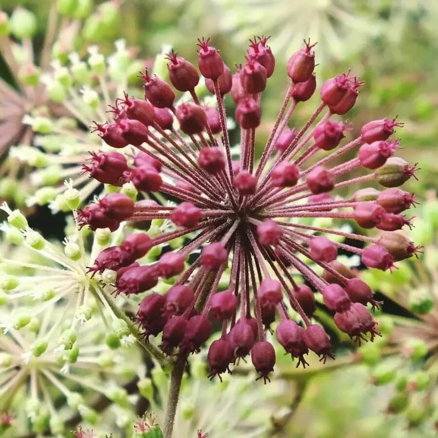 Aralia Cordata Seeds