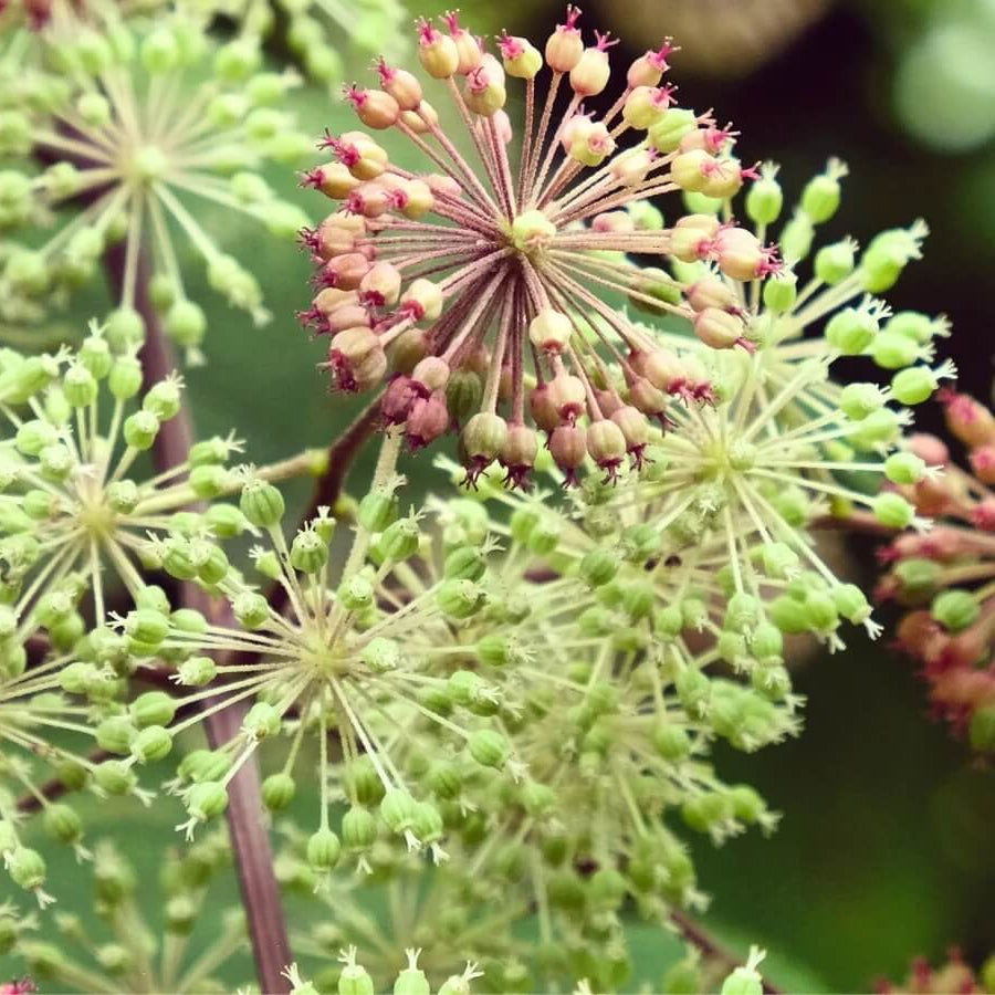 Aralia Cordata Seeds
