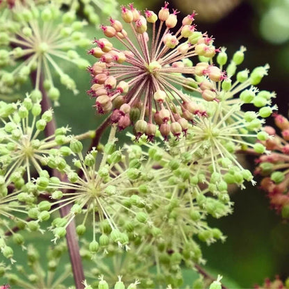 Aralia Cordata Seeds