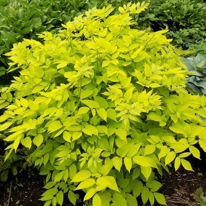Aralia Cordata Seeds for Planting