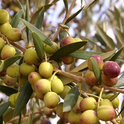 Arbequina Olive Seeds