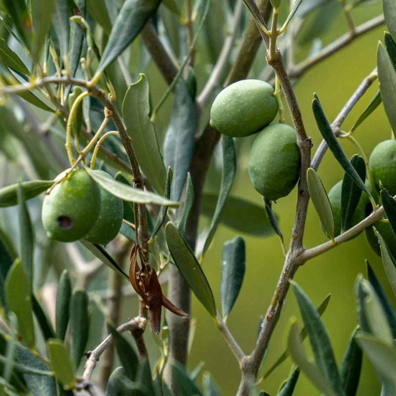 Arbequina Olive Seeds