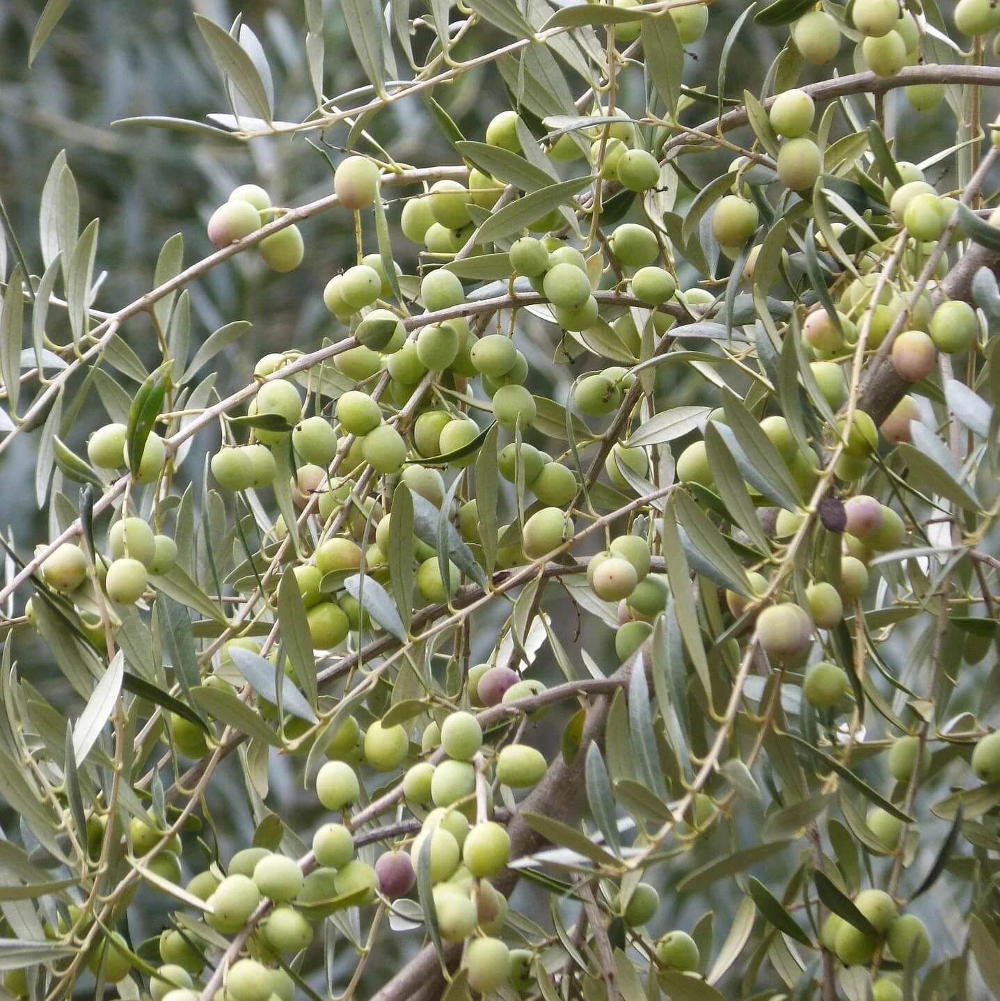 Arbequina Olive Seeds