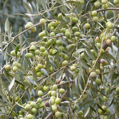 Arbequina Olive Seeds