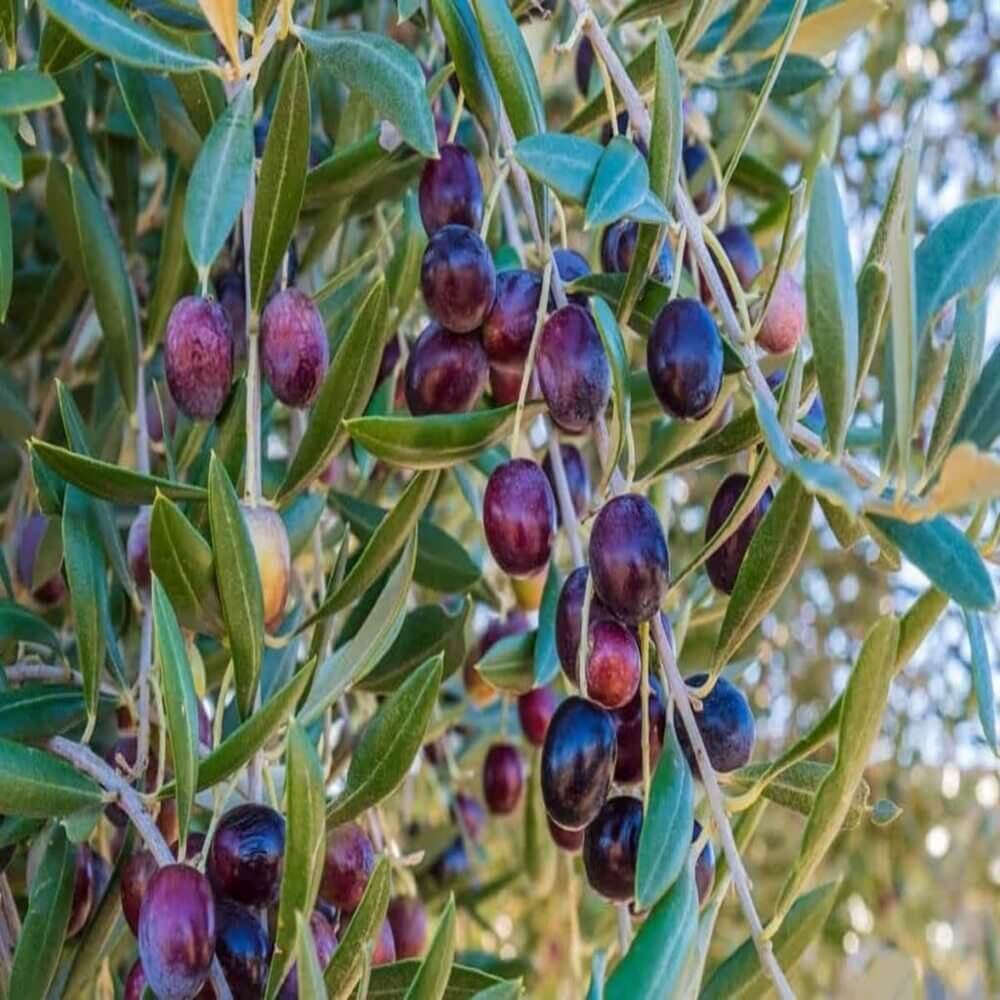 Arbequina Olive Seeds