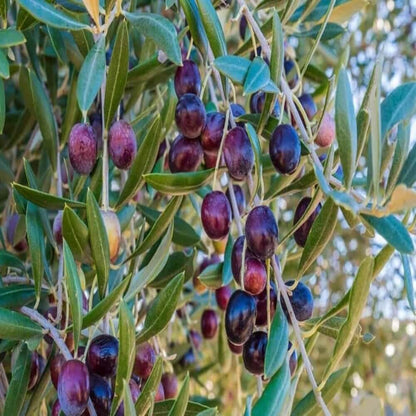 Arbequina Olive Seeds