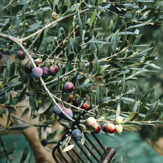 Arbequina Olive Seeds