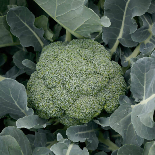 Arcadia Broccoli Seeds - Heirloom Vegetable Plant for Home Gardens