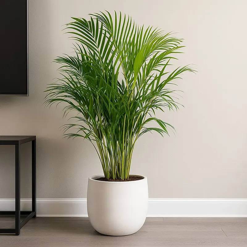 Areca Seeds - Heirloom Flower Plant for Home Gardens