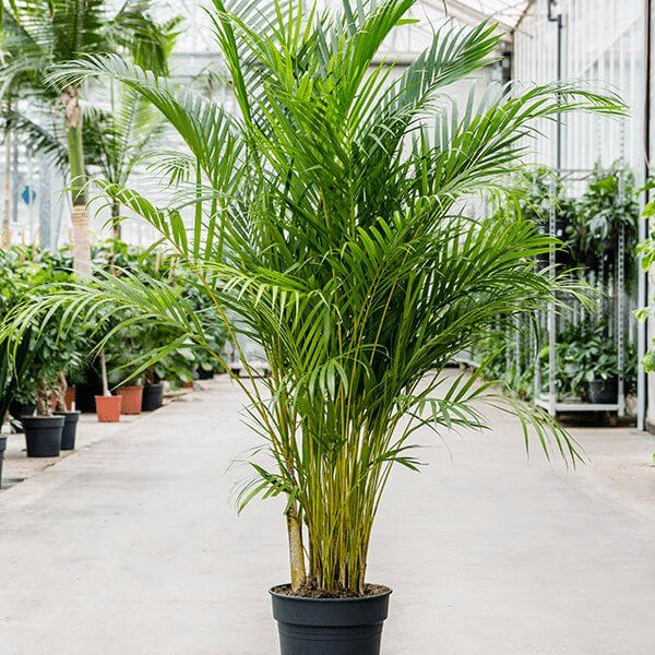 Areca Seeds - Heirloom Flower Plant for Home Gardens