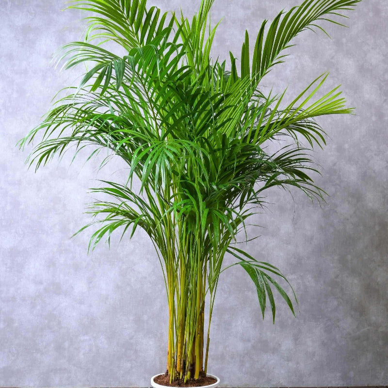 Areca Seeds - Heirloom Flower Plant for Home Gardens