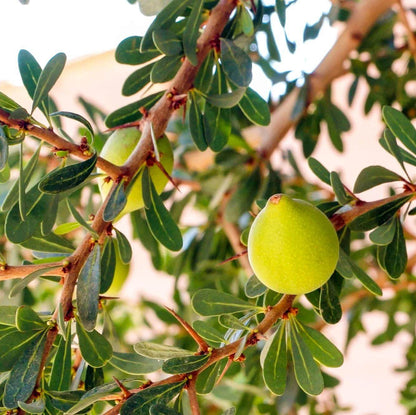 Argan Oil Seeds - Tree Seeds for Home Gardens
