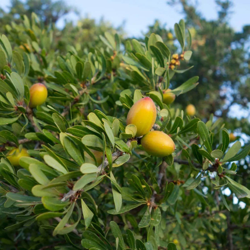 Argan Oil Seeds - Tree Seeds for Home Gardens