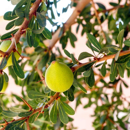 Argan Seeds - Tree Seeds for Home Gardens