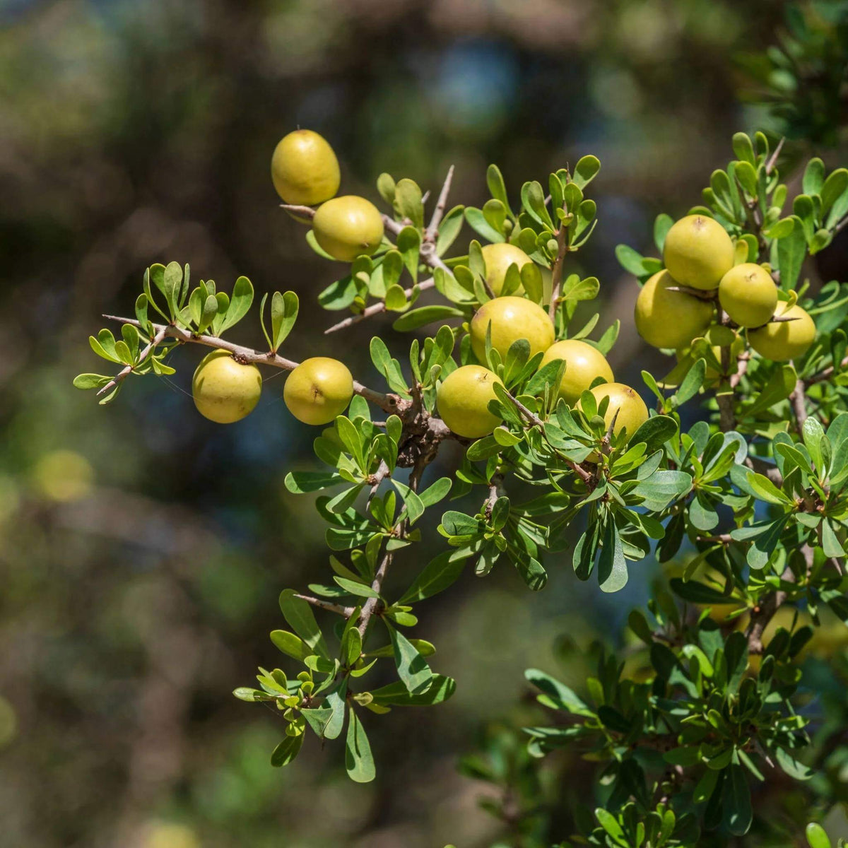 Argan Seeds - Tree Seeds for Home Gardens