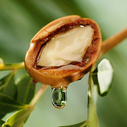 Argan Seeds - Tree Seeds for Home Gardens