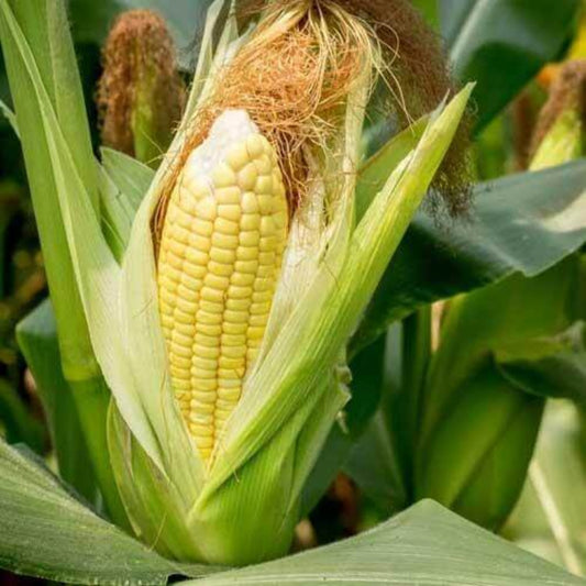 Argent Sweet Corn Seeds - Heirloom Vegetable Plant for Home Gardens
