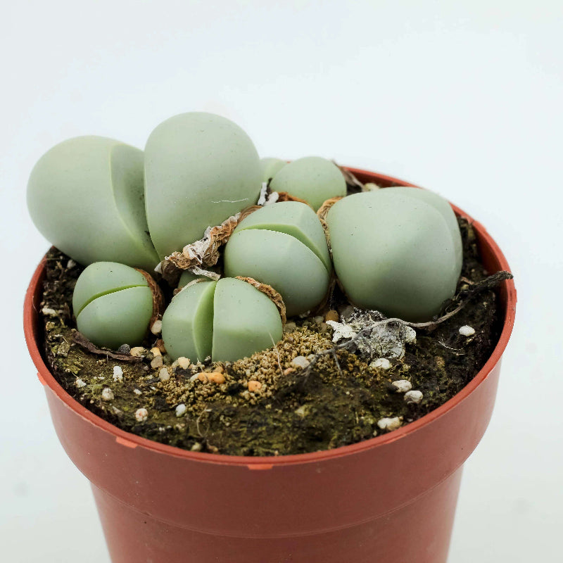 Argyroderma Seeds - Succulent Plant Seeds for Home Gardens