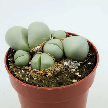 Argyroderma Seeds - Succulent Plant Seeds for Home Gardens