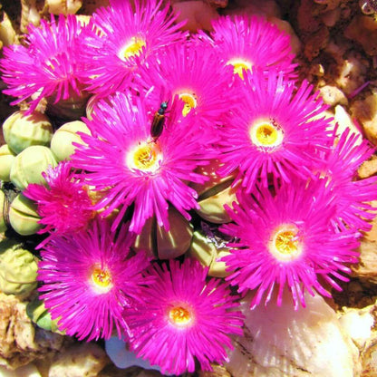 Argyroderma Seeds - Succulent Plant Seeds for Home Gardens