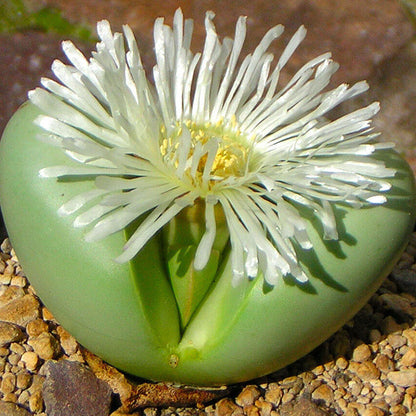 Argyroderma Seeds - Succulent Plant Seeds for Home Gardens