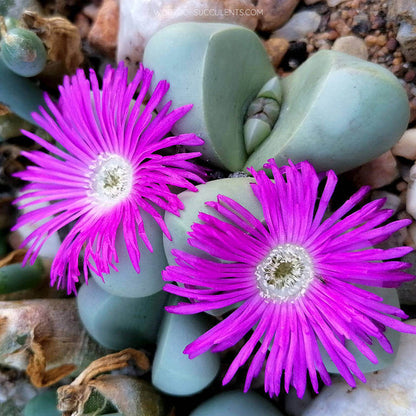 Argyroderma Seeds - Succulent Plant Seeds for Home Gardens