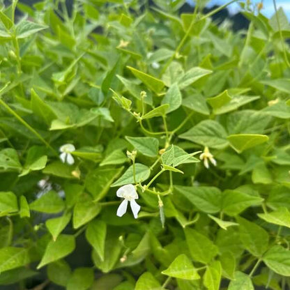 Arid Climate Bean Seeds