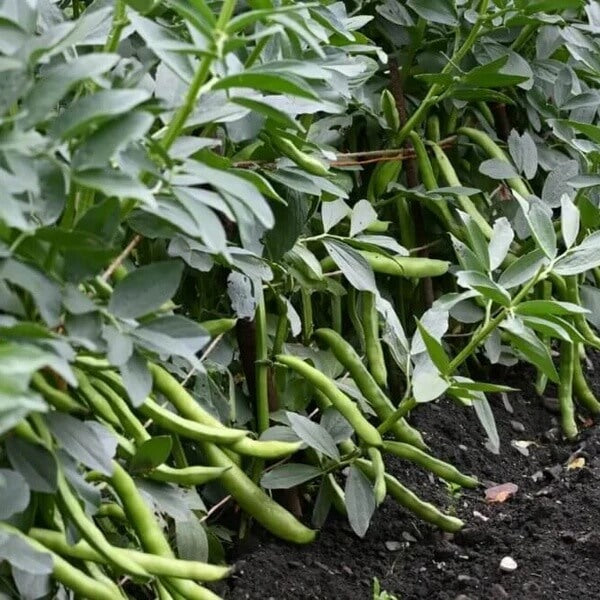 Arid Climate Bean Seeds