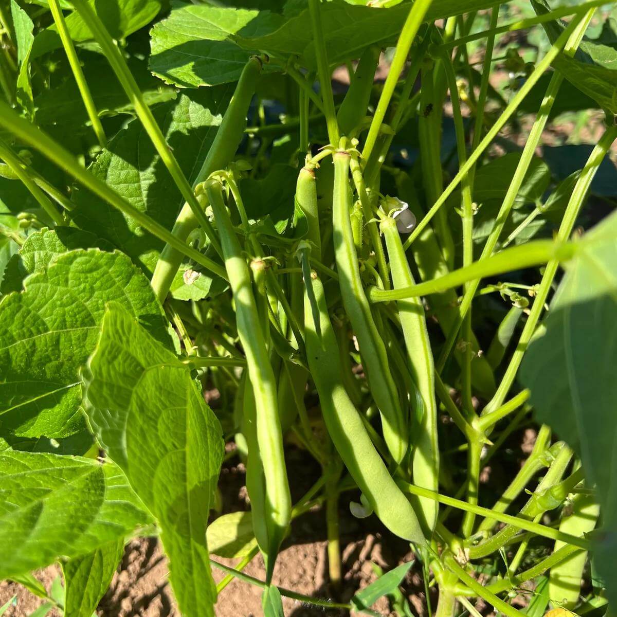 Arikara Yellow Bean Seeds - Heirloom Vegetable Plant for Home Gardens