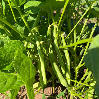 Arikara Yellow Bean Seeds - Heirloom Vegetable Plant for Home Gardens