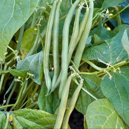 Arikara Yellow Bean Seeds - Heirloom Vegetable Plant for Home Gardens