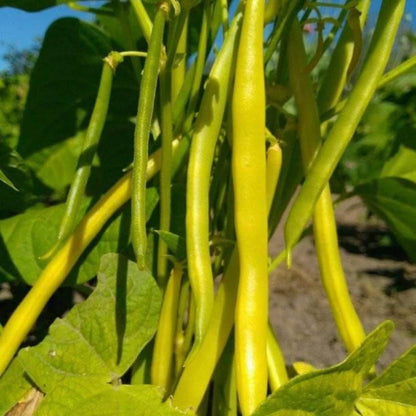 Arikara Yellow Bean Seeds - Heirloom Vegetable Plant for Home Gardens