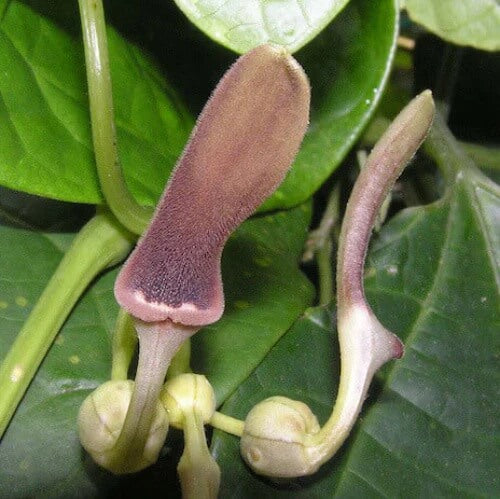 Aristolochia Tagala Seeds
