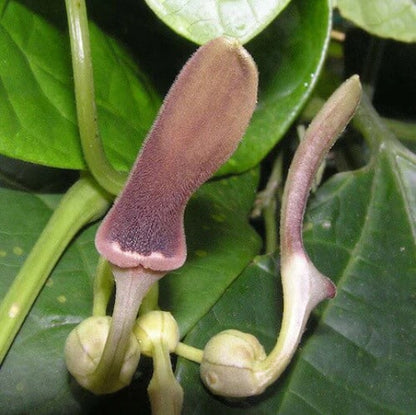 Aristolochia Tagala Seeds