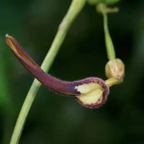 Aristolochia Tagala Seeds