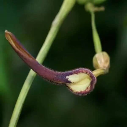 Aristolochia Tagala Seeds