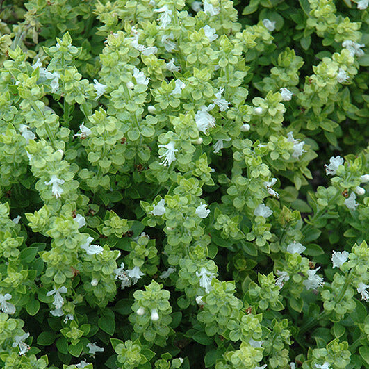 Aristotle Basil Seeds - Herbal Plant 