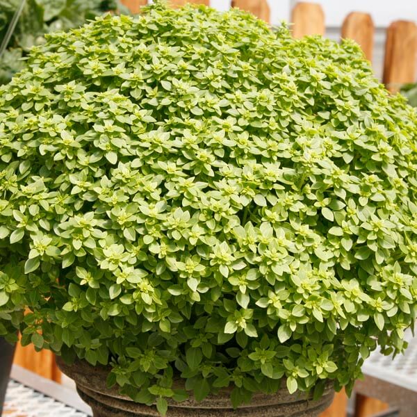 Aristotle Basil Seeds - Herbal Plant 