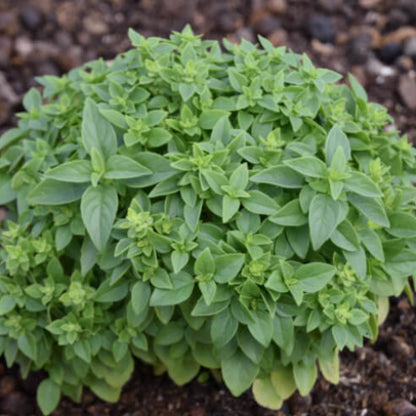 Aristotle Basil Seeds - Herbal Plant 