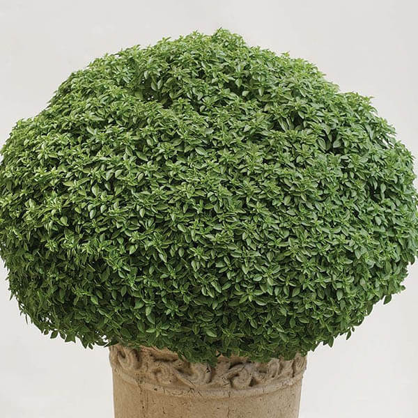 Aristotle Basil Seeds - Herbal Plant 