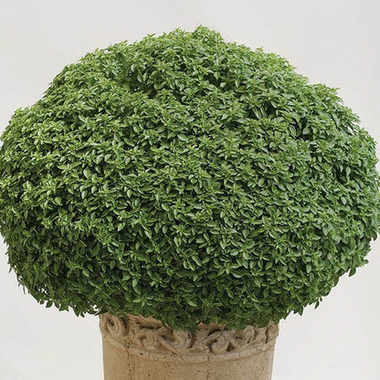 Aristotle Basil Seeds - Herbal Plant 